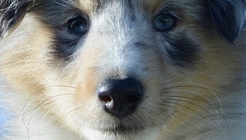 Energie update Witte Hond levenspad 8 - 20 april 2024 - Opnieuw het zonnejaarpad 2023-2024